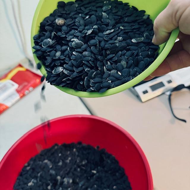 Here are some of the luffa seeds pulled out of our recently harvested luffas, hundreds of seeds that will soon be for sale, grown here on the farm. Here are some of the luffa seeds pulled out of our recently harvested luffas, hundreds of seeds that will soon be for sale, grown here on the farm.