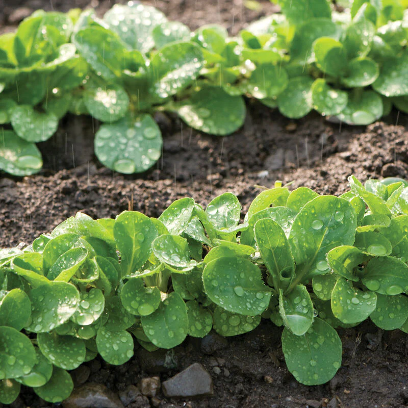 Grow leafy greens like Mache Vit in your fall garden.
