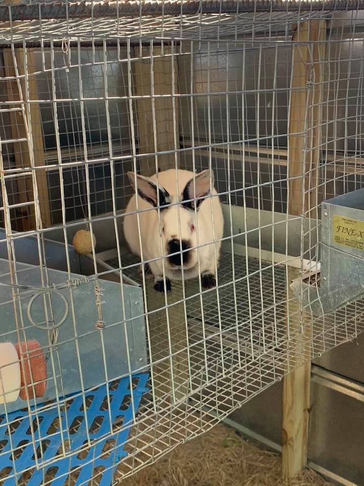 Our rabbits are California rabbits. One of the moms had brown bunnies. I did not realize this was possible. Our rabbits are California rabbits. One of the moms had brown bunnies. I did not realize this was possible.