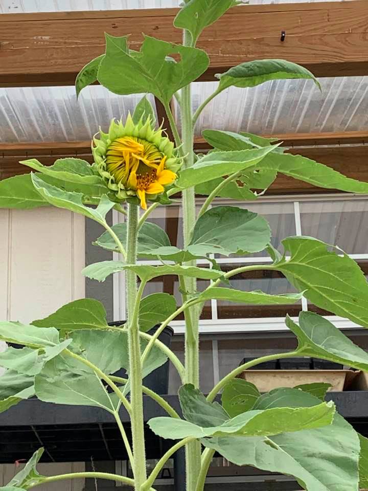This is the Mammoth Grey Stripe Sunflower. Gets about 6-7 feet tall. Head grows up to 12 inches and gets heavy and droops. Produces a delicious sunflower seed for roasting and eating!
