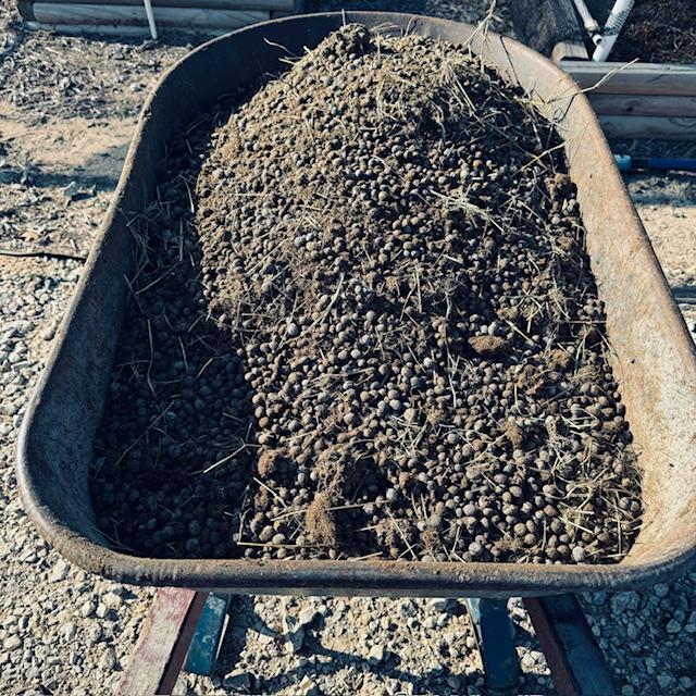 A wheelbarrow filled with rabbit manure is going into the garden beds.