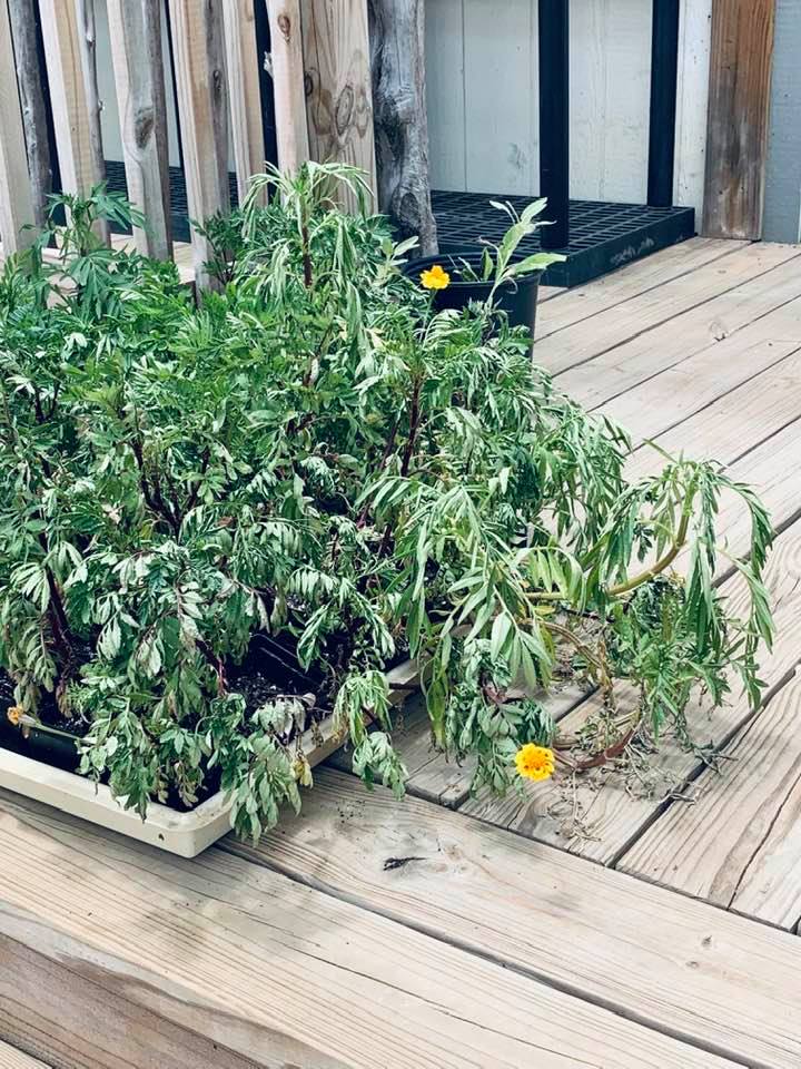 These are some marigolds we started in little pots that will be added to our raised garden beds.