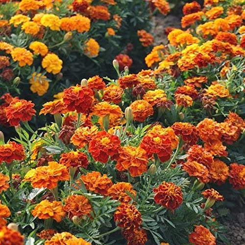 Marigolds repel rodents naturally.