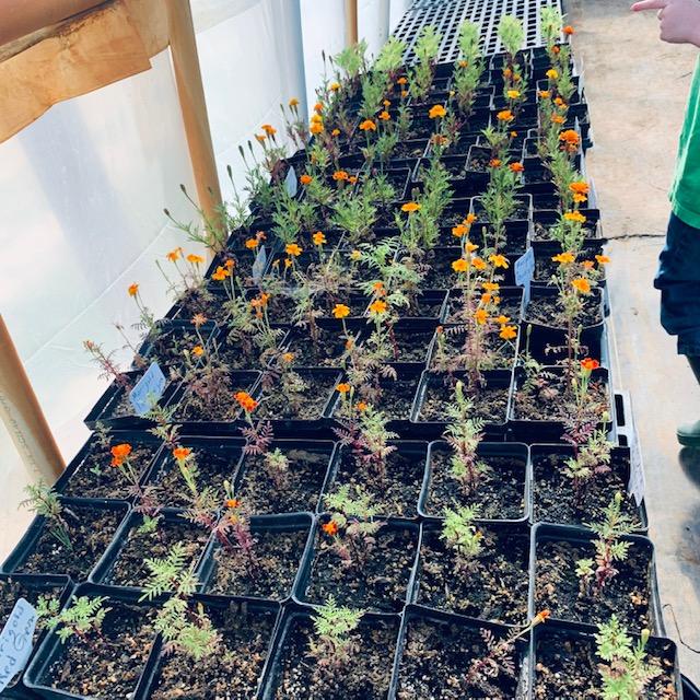 Showing a group the marigold seedlings in the greenhouse.