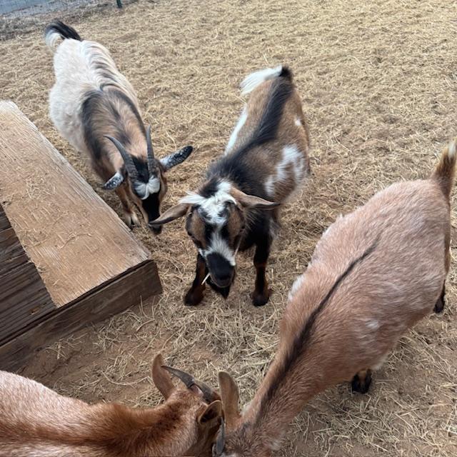 Left to right back: Gracie and Markie.
Front row left to right: Lucy and Ethel, the twins. Isn't Markie so cute?