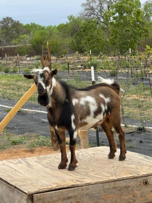 Markie is standing triumphantly on his platform in the back of the goat yard. He is so cute, isn't he?