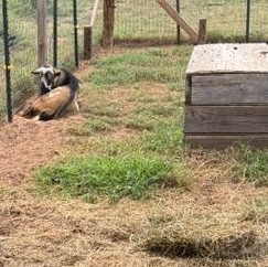Markie was sand bathing early this morning when I went out to feed him.