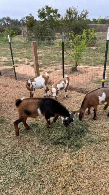 Ozzie on left with Ike in foreground, behind are Tom and Jerry, left to right.
Ozzie almost looks like Markie except for his pretty blue eyes.