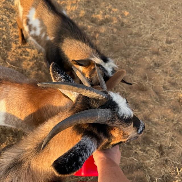 Gracie is next to my hand, then Lucy, then Markie joined in. He would not take the cup by himself for fear I would touch him. Lol!