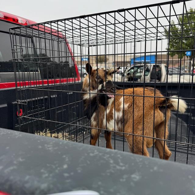 We met in the Helotes Walmart parking lot to get Markie.