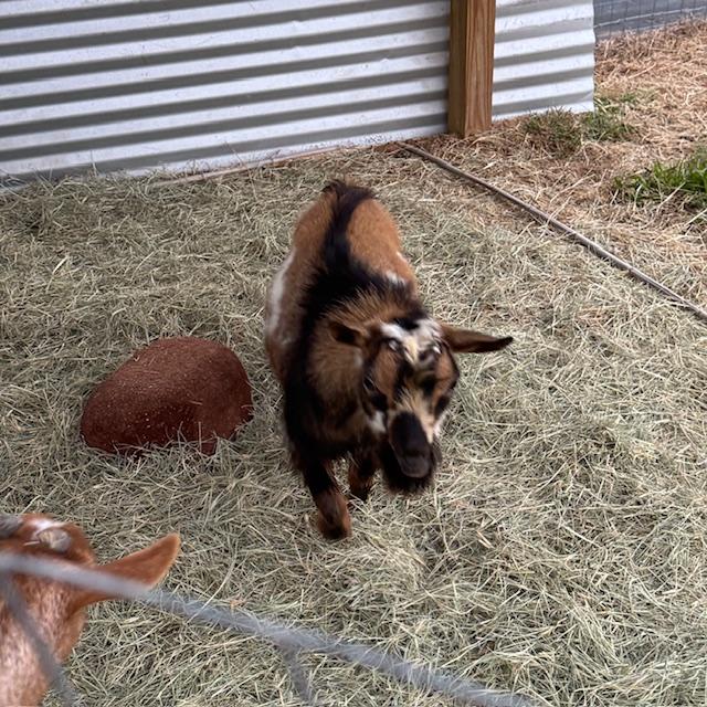 Markie in his new home with a bit of Lucy in the foreground.