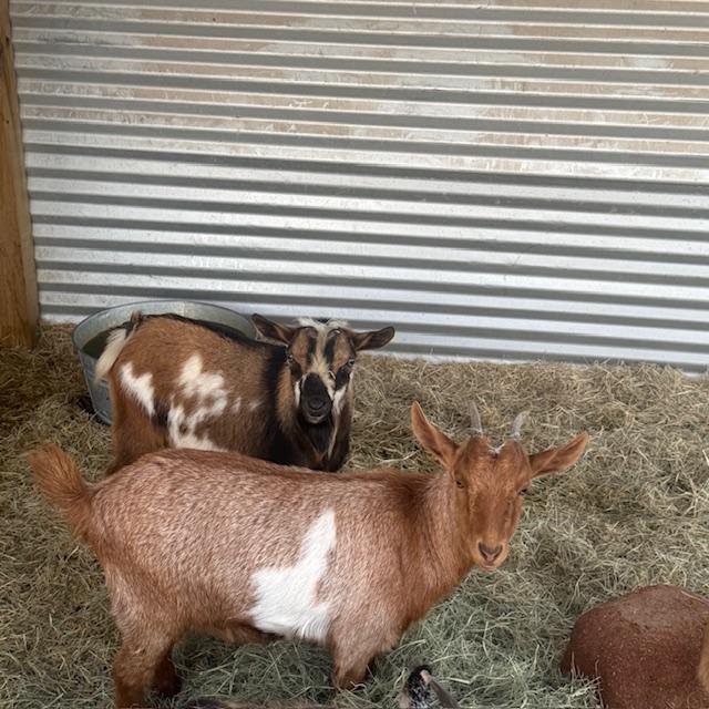 Markie with Lucy. In this photo, Markie is behind Lucy.