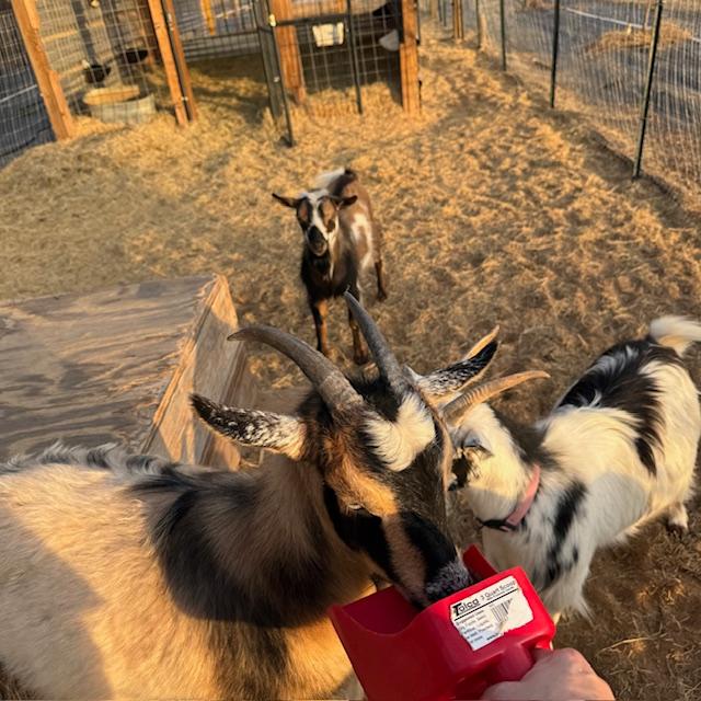 Gracie and Trixie are getting treats while Markie watches.