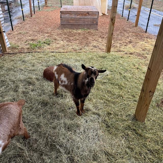 Markie came when I called him. Lucy is in the foreground.