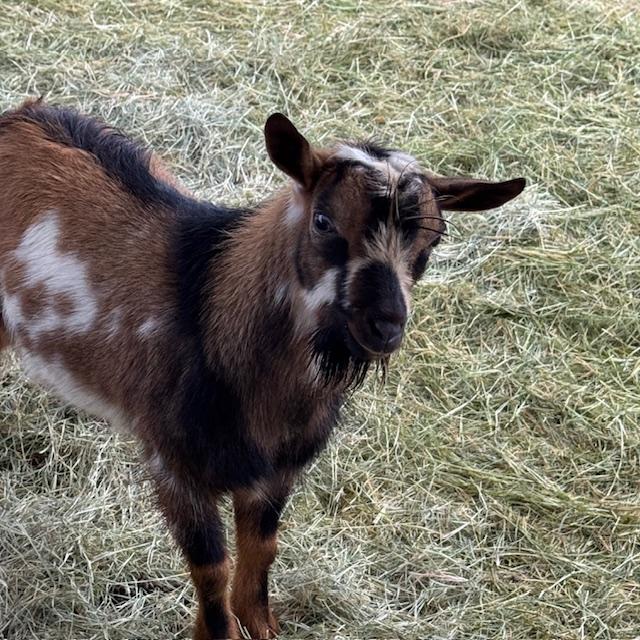 A closeup of Markie this morning. He is so cute.