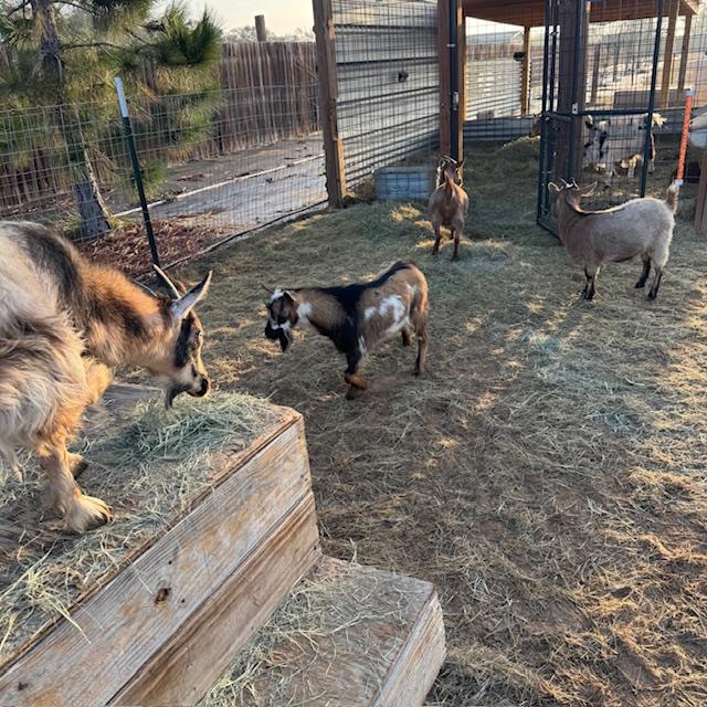 Markie has never gotten to play in this part of the yard before.