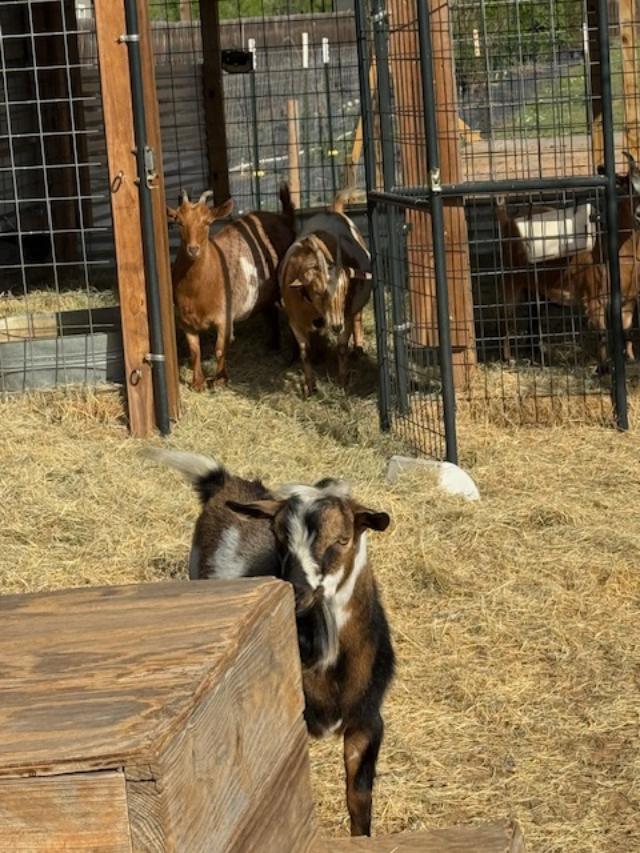Markie is feeling very good about himself after escaping the back goatyard.