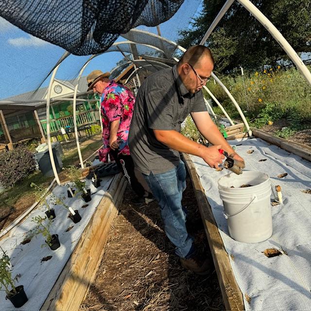 A lot of things got planted this morning outside. We have had our fall garden plants for sale for 6 to 8 weeks. They are getting too big and some are producing fruit already.