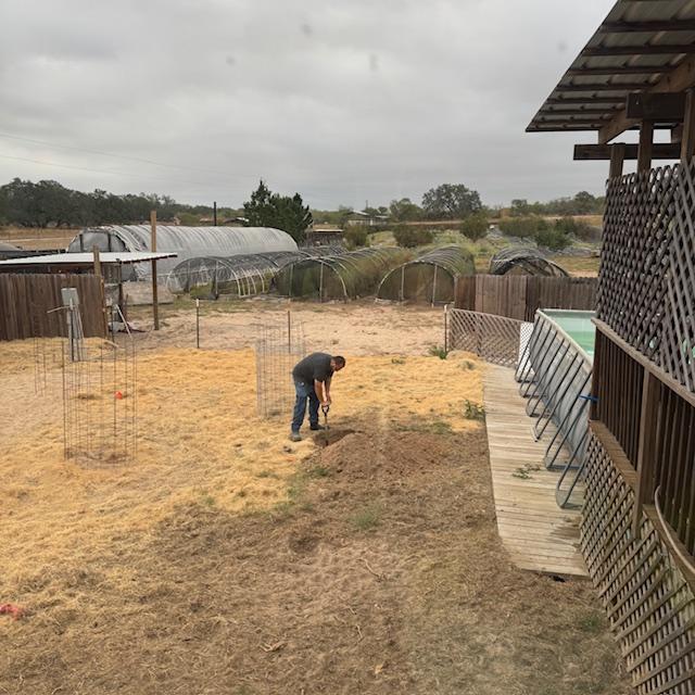 Matt planted three fruit trees in our backyard.