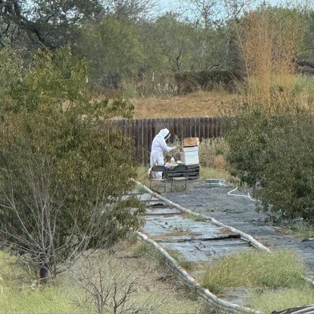 Matt took sugar water out to the bees as there are not many flowers around now.