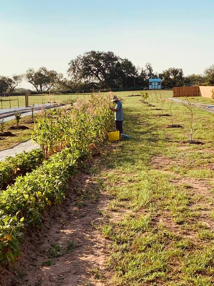 Matthew harvested our corn today. There was a worm in every ear.