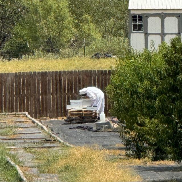 Matt looks in at the bees, fully protected. He said the suit is quite comfortable.