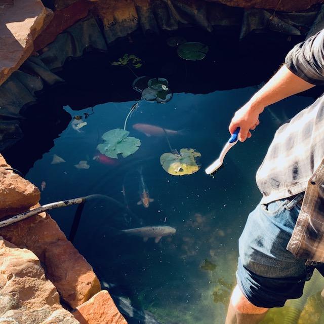 The fish are looking much better now after I added the dechlorinator into the pond. If only I had known earlier but there were so many customers...