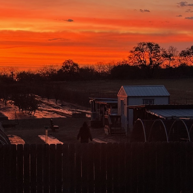 A mysterious dark figure suddenly appeared...just kidding. It's Matthew going out to take care of the animals this morning! A mysterious dark figure suddenly appeared...just kidding. It's Matthew going out to take care of the animals this morning!