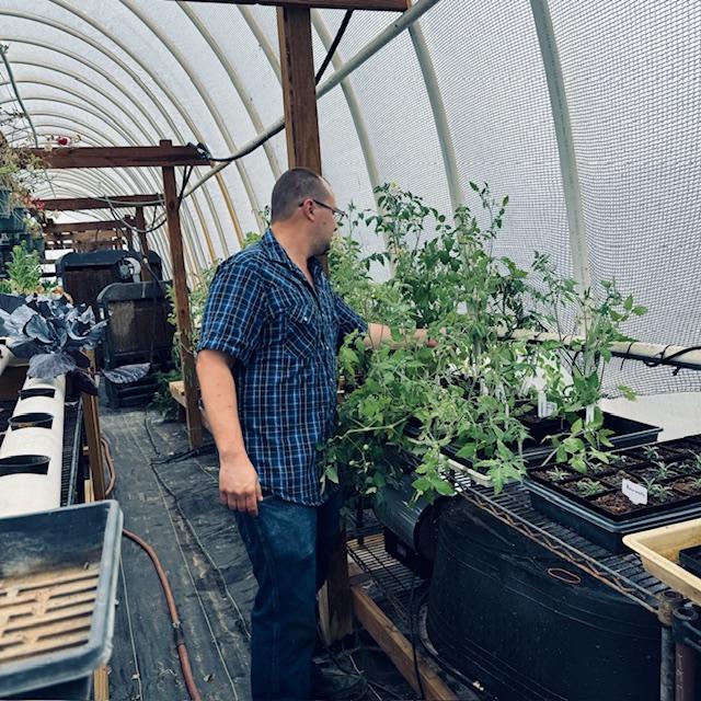 Matt working on some tomato plants in the high tunnel greenhouse.