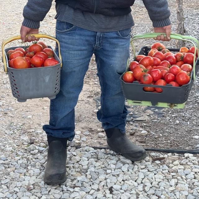 All of these were picked today from our garden--Celebrity, Tycoon, and Roma, with a few Ruby Crush grape tomatoes mixed in. We sell all of the seeds.