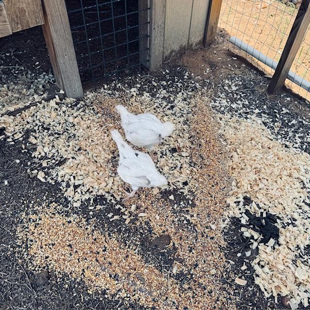 Our 2 meat birds from this past spring.