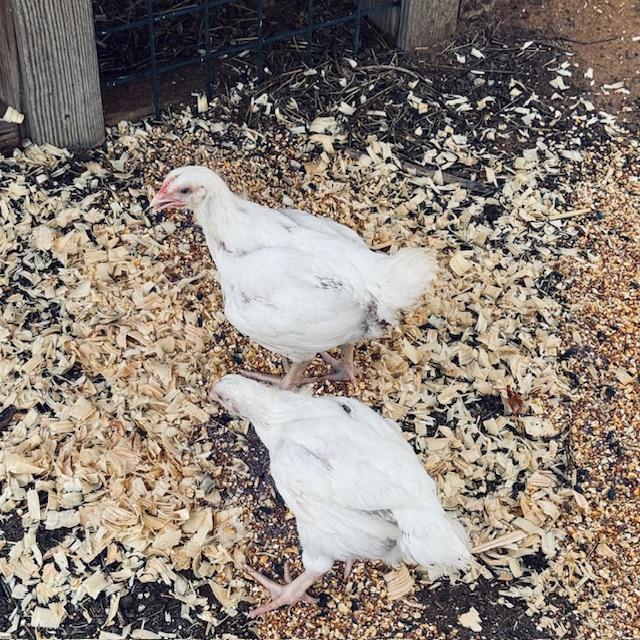 The meat birds up close.