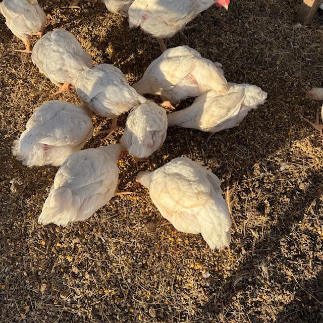 Here the meat birds are seven weeks old,full grown but in fattening up mode.