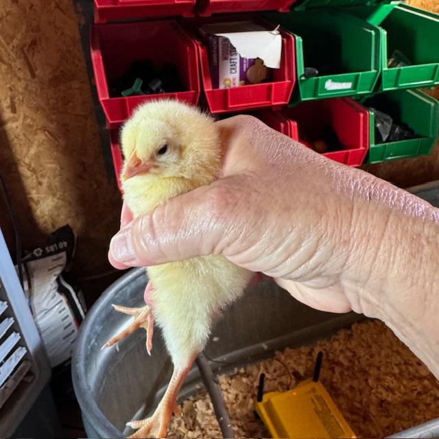 Raising meat chicks is a lot of work. First, unload the box, show each chick the water and put them in their roosting box. Raising meat chicks is a lot of work. First, unload the box, show each chick the water and put them in their roosting box.