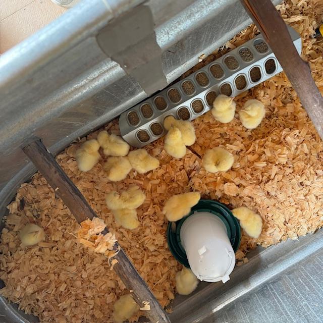 The chicks have plenty of room in their brooder, which is a galvanized tub from Tractor Supply. It does the job and is reusable from season to season.