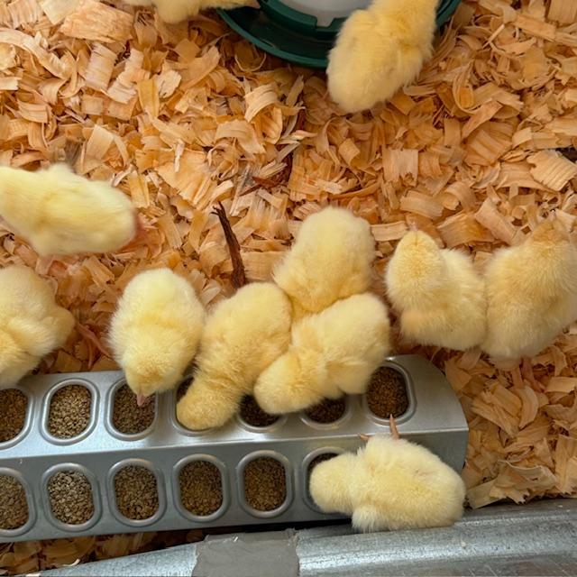 The fuzzy chicks are eating and drinking a lot.