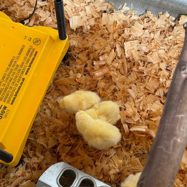 The yellow appliance is our chick warmer. They go under it to get nice and warm. Chicks like it to be 90° plus the first week.
