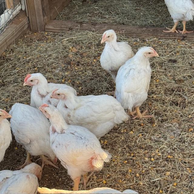 The chicks are now a month old and are fully feathered, living outside.