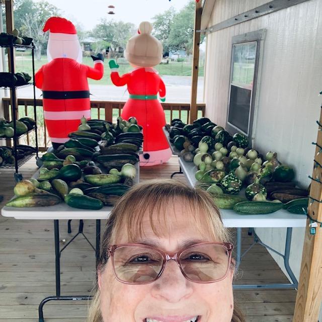 Rows of gourds were harvested today. Now they are drying.