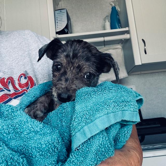 This is Melania. I just gave her a bath.