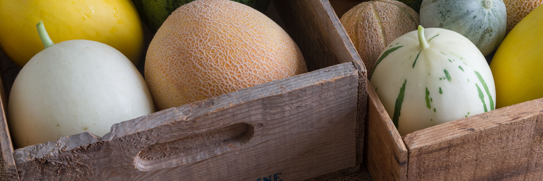 Melons are delicious fruits to eat. They come in many colors and varieties.