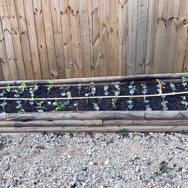 Our new melon patch. Instead of growing out, David is going to trellis the melons so they grow up. I have never done this before so we will see how it works. Our new melon patch. Instead of growing out, David is going to trellis the melons so they grow up. I have never done this before so we will see how it works.