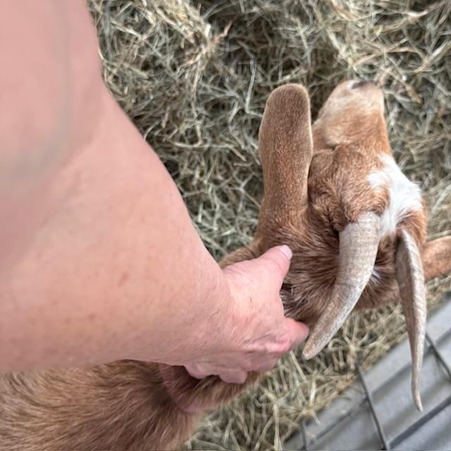 I caught Alice letting me scratch her with my phone camera!