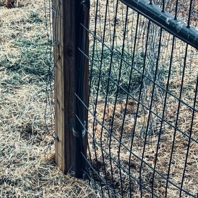 The baby goats keep getting through. About a month ago, Markie got through this fence to the girls...