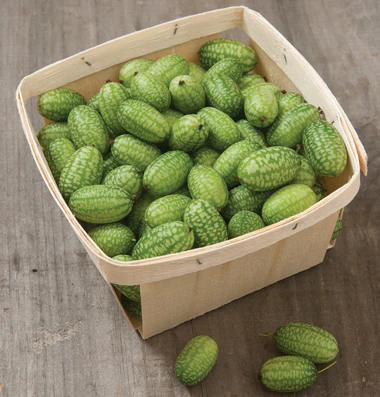 This is the Mexican Sour Gherkin, one of my favorites to grow, also known as the Cucamelon. This is the Mexican Sour Gherkin, one of my favorites to grow, also known as the Cucamelon.