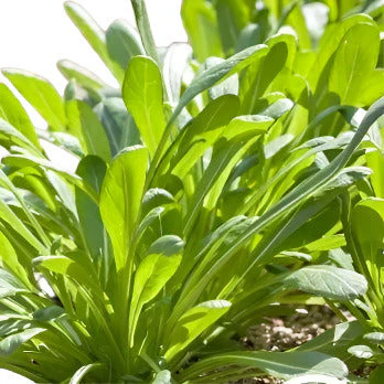 The Mibuna Mustard green is a Japanese mustard green. It is Non-GMO and new to us this season.