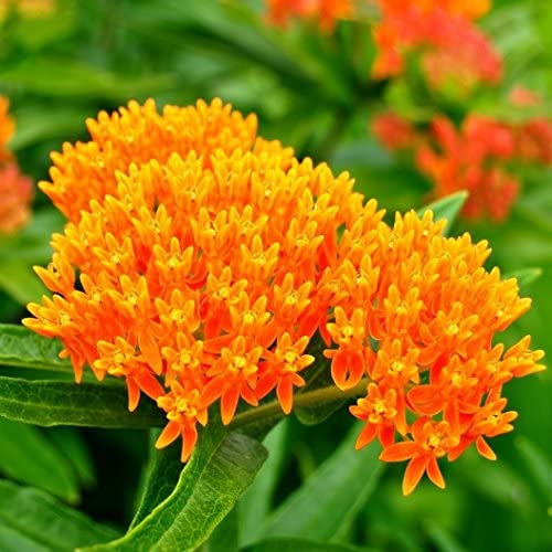 Butterfly Milkweed should be in your pollinator garden.