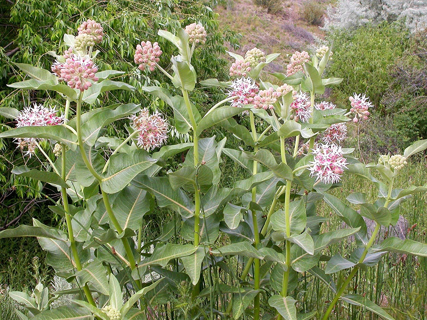 Showy Milkweed