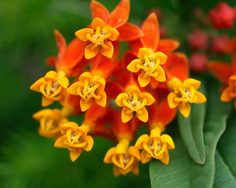 Tropical Milkweed