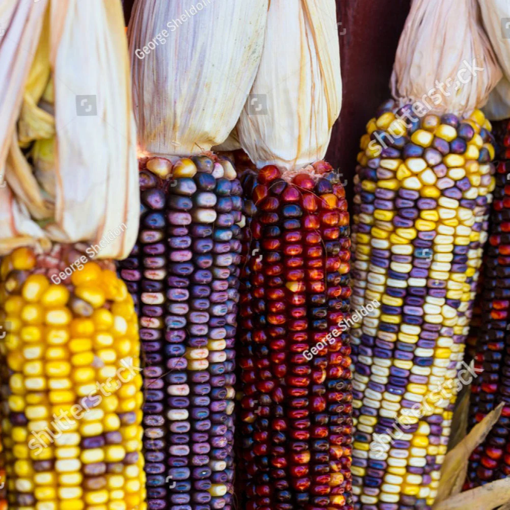 This is mini colored popcorn.